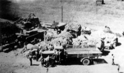 trebbiatura19452.jpg (16590 byte)