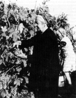 vendemmia1.jpg (30557 byte)