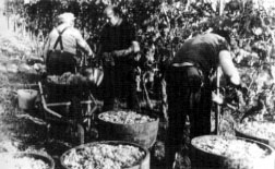 vendemmia2.jpg (21644 byte)