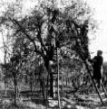 raccoltaolive.jpg (13918 byte)