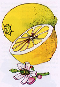 Infusi_Limone.jpg (29639 byte)