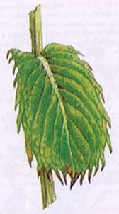 Infusi_Menta.jpg (21871 byte)